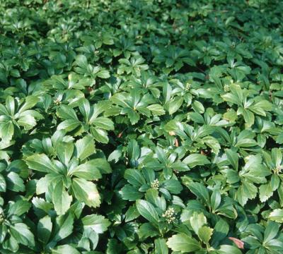 Classy Groundcovers - Pachysandra terminalis  {50 Bare Root Plants}