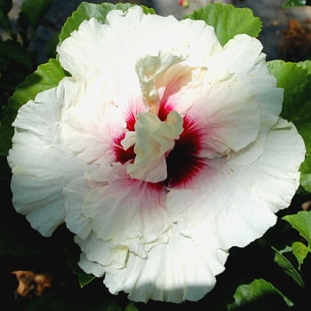 High Heaven Rose of Sharon (Hibiscus) Flower Shrub， Blue Flowers Hardy Korean Rose of Sharon Starter 25+ seeds pack