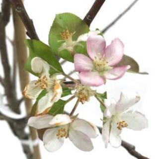 7 gal. Golden Delicious Apple Tree APPGOL07G