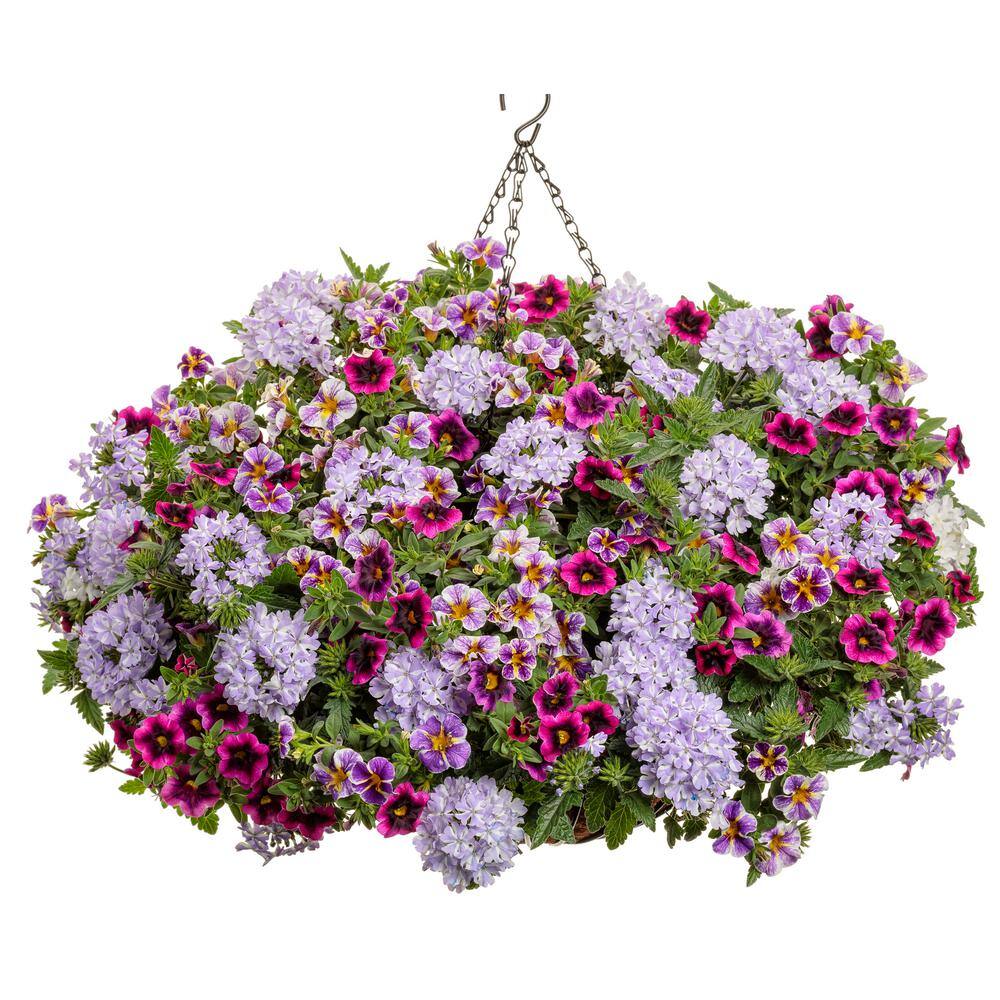 PROVEN WINNERS 4.25 in. Eco+Grande Superbells Blackcurrant Punch (Calibrachoa) Live Plant Pink-Purple Flowers (4-Pack) BELPRW3107504