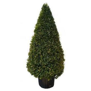 national PLANT NETWORK 3 Gal. Eugenia Cone Topiary 38 in. HD1878