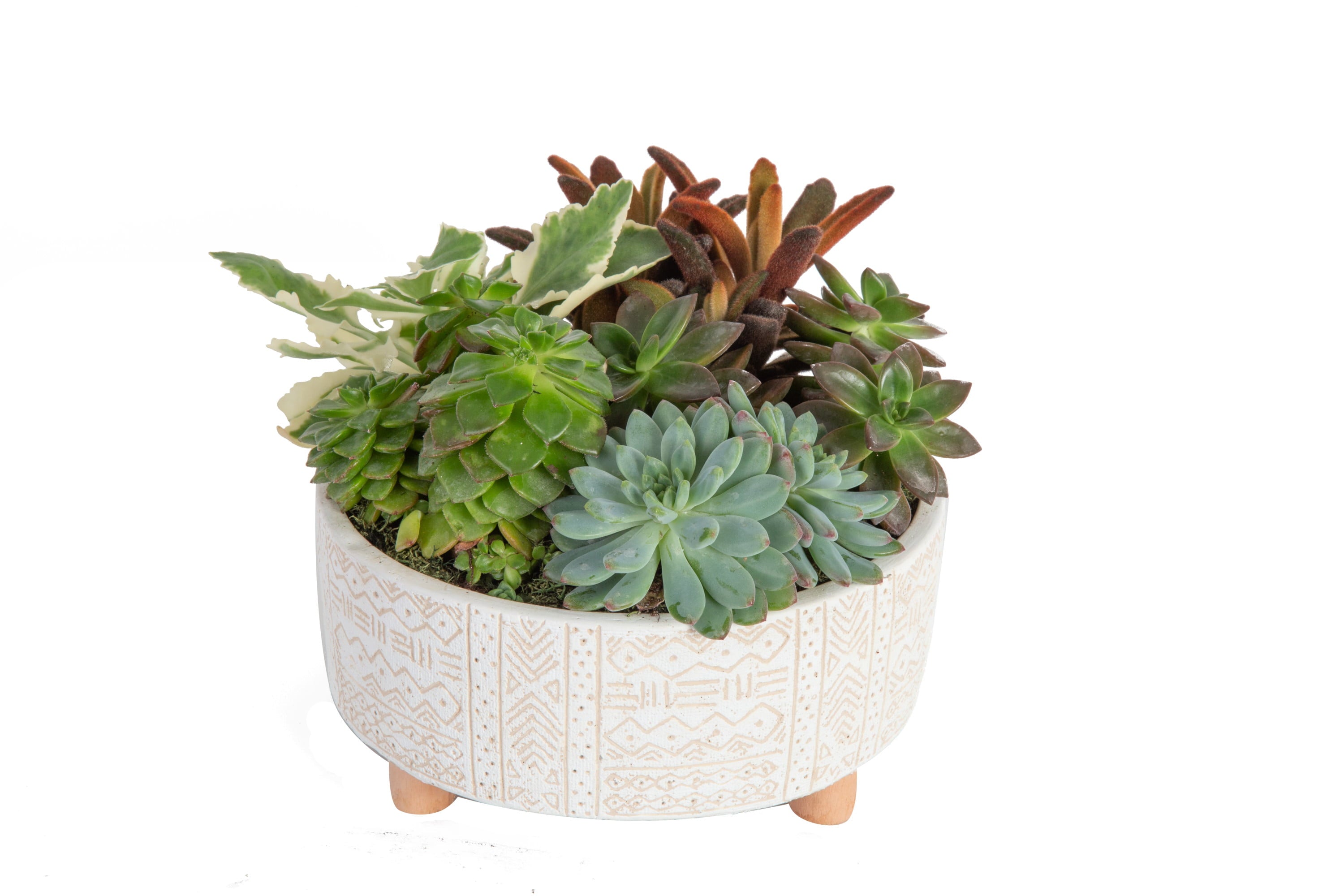 Desert Escape Live Indoor 20in. Tall Assorted Succulent Garden; Bright， Direct Sunlight Plant in 8in. Ceramic Planter