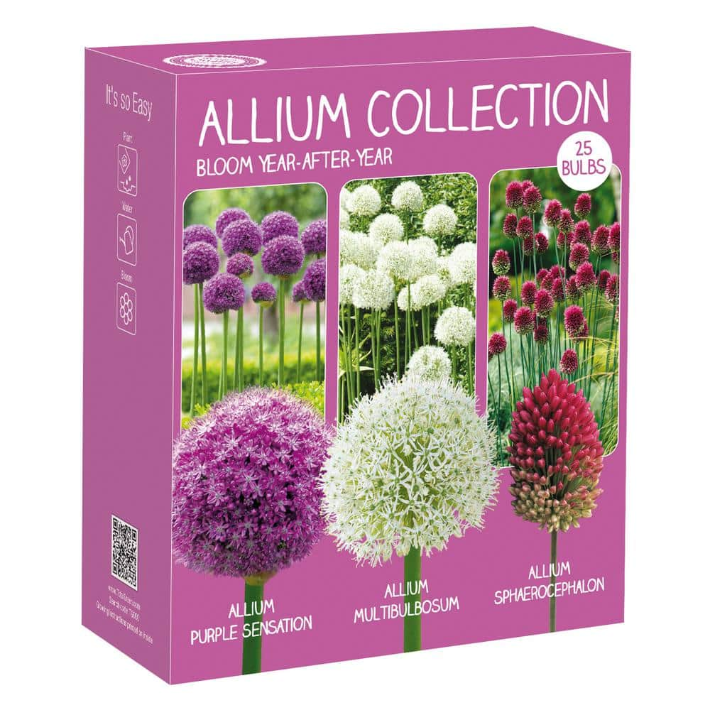 national PLANT NETWORK Color Collection Multi-Colored Allium Bulbs (25-Pack) HD7542