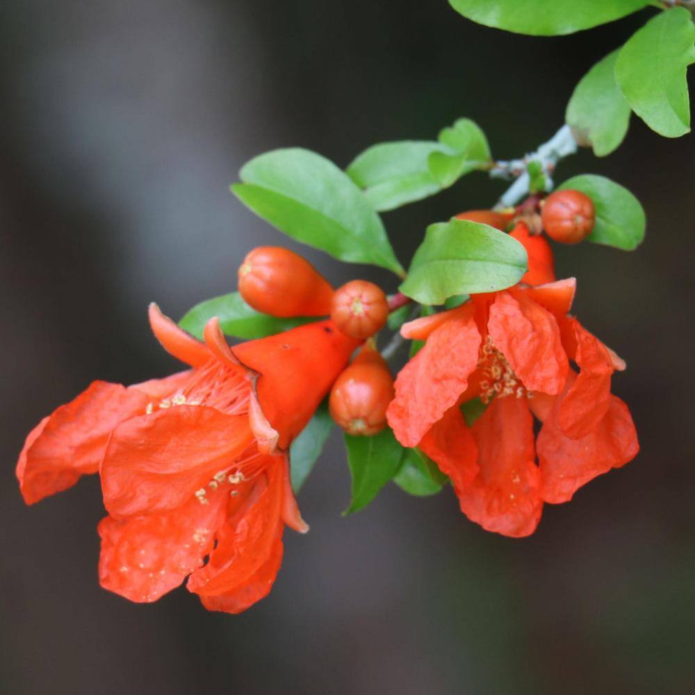 national PLANT NETWORK 2.5 Qt. Dwarf Pomegranate Punica Granatum Plant With Orange Blooms in Grower Pot HD7225