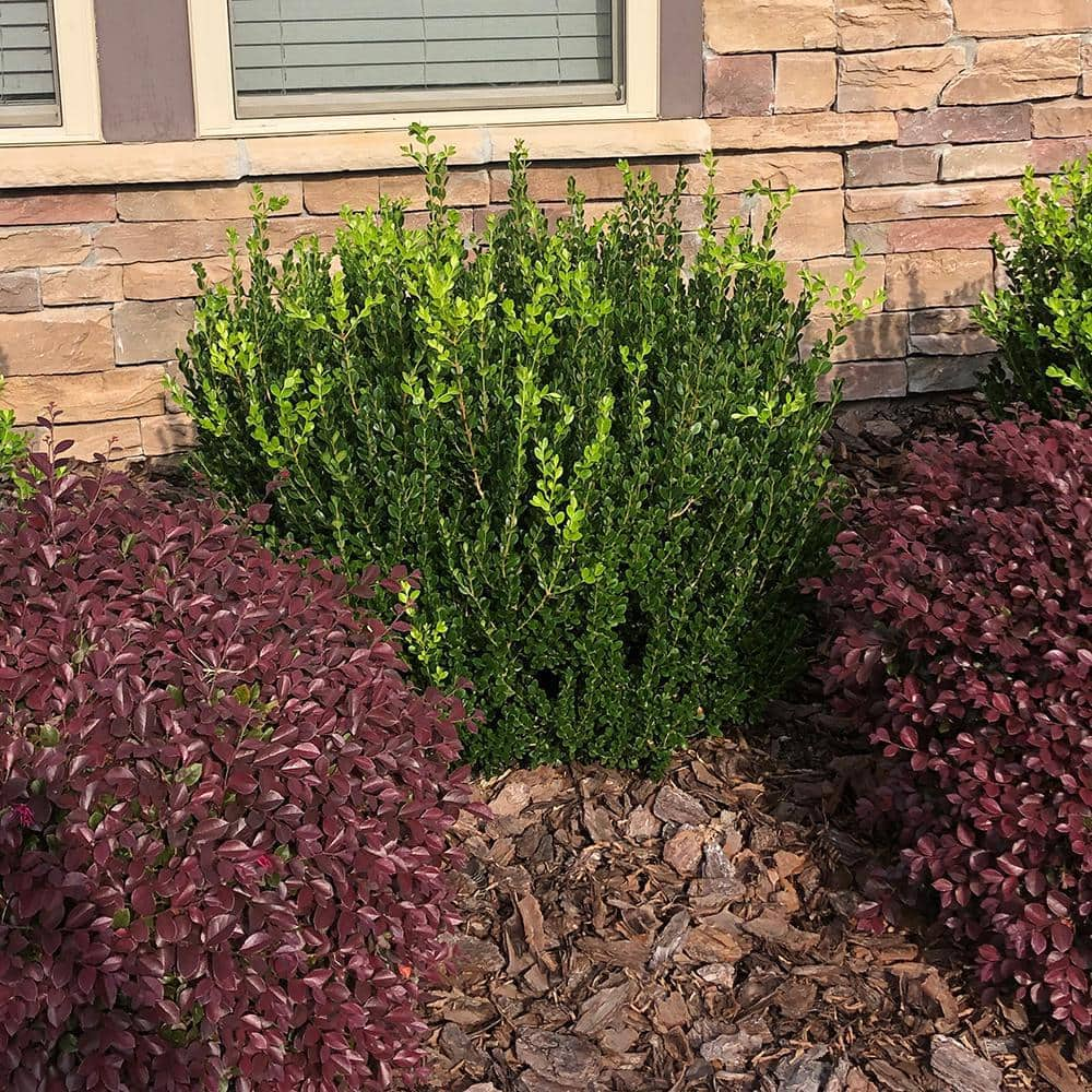 2.5 Qt. Wintergreen Boxwood Shrub Plant 12544