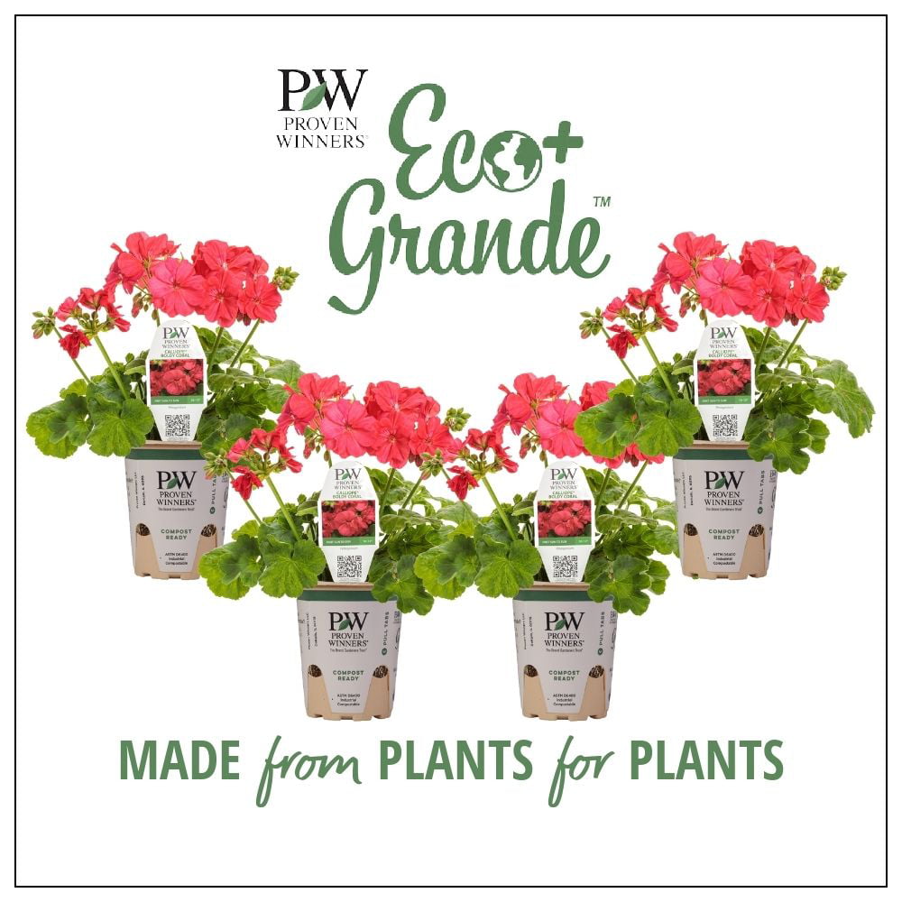 4.25 in. Eco+Grande， Boldly Coral Geranium (Pelargonium) Live Plant， Pink Flowers (4-Pack)