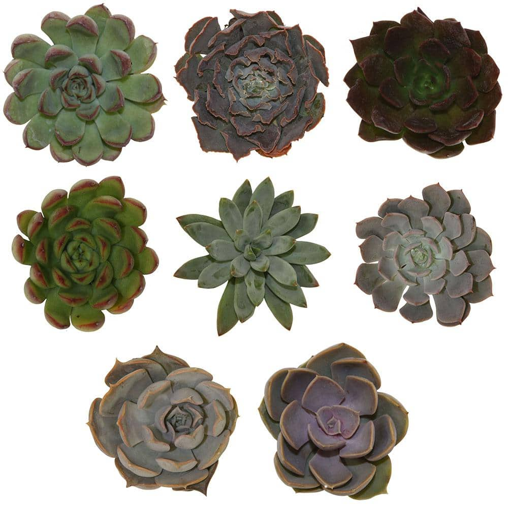 Costa Farms Small Assorted Echeveria Succulents in 2.5 in. Grower Pot， Avg. Shipping Height 3 in. Tall (4-Pack) 2SUCCECHGROW4PK