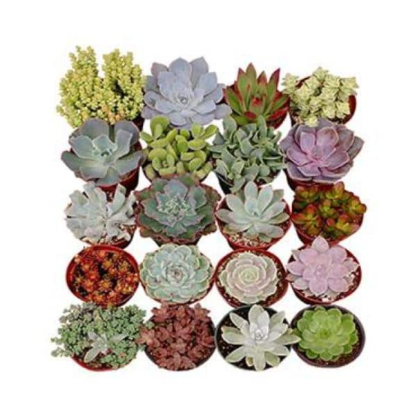 Shop Succulents 4 in. Assorted Succulent Collection Succulent (Collection of 4) A4-4