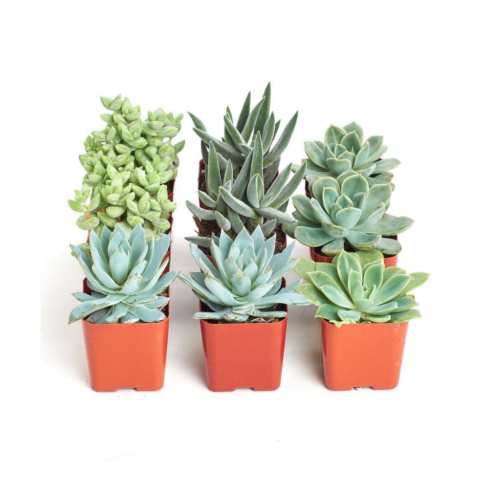 Shop Succulents 2 in. BlueGreen Collection Succulent (Collection of 9) BG9