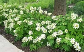 Sikes Dwarf Oakleaf Hydrangea