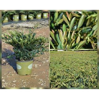 Vigoro 3 Gal. Blue Cascade Distylium Evergreen Shrub with Cascading Blue Green Foliage and Maroon New Growth 10869