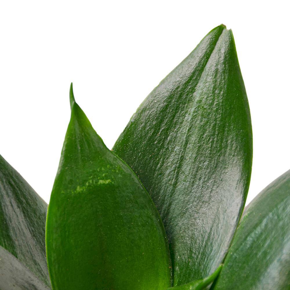 Snake Plant Jade (Sansevieria Hahnii) Plant in 4 in. Grower Pot 4_SNAKE_JADE.STAR