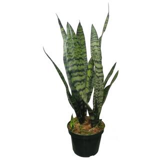 Sansevieria Snake Plant (Black Coral) in 6 in. Growers Pot SanBlk006