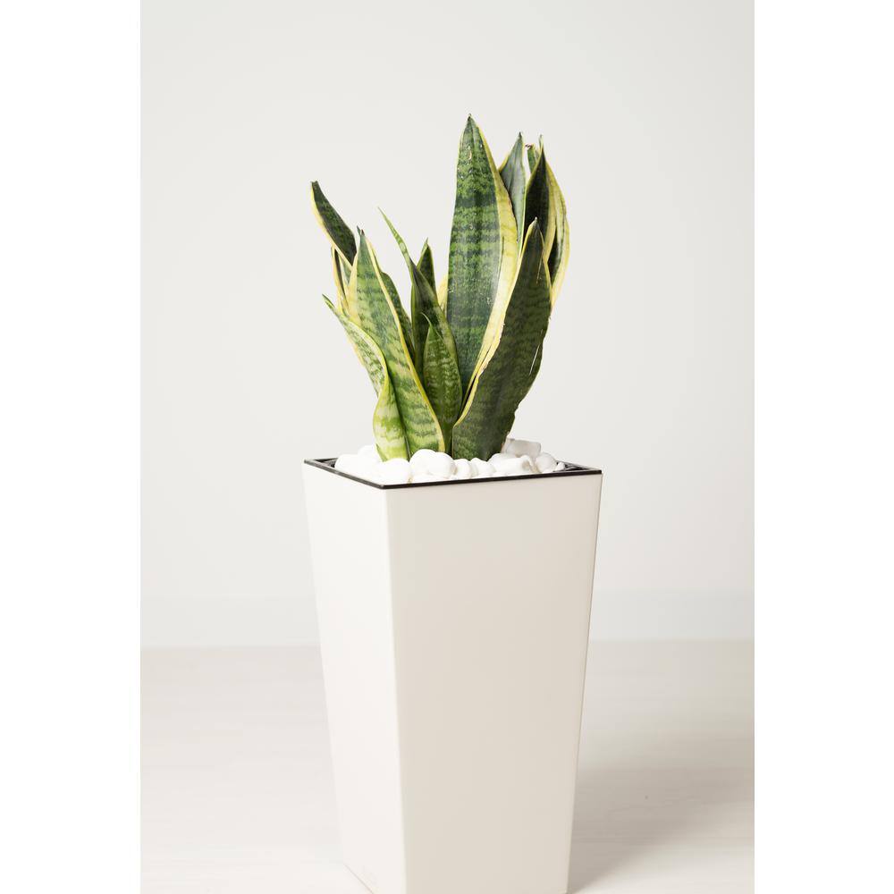 Pure Beauty Farms 1.9 Gal. Sansevieria Laurentii Snake Plant in 9.25 In. Grower's Pot DC10SANLAUR