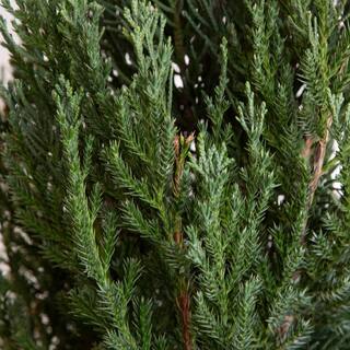 FLOWERWOOD 2.5 Qt. Blue Point Juniper - Live Evergreen ShrubTree 3373Q