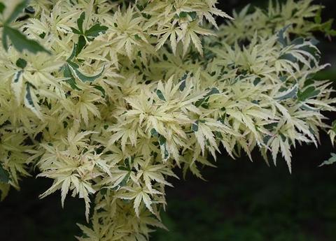 Butterfly Japanese Maple