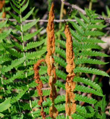 Classy Groundcovers - A collection of ferns that go well together: 25 Athyrium niponicum 'Pictum' + 25 Osmunda cinnamomea