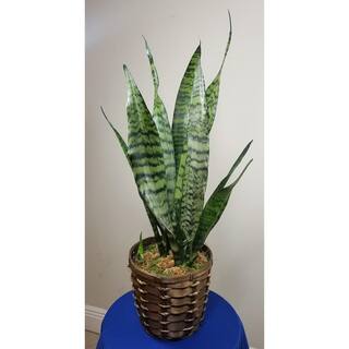 Sansevieria Snake Plant (Black Coral) in 6 in. Growers Pot SanBlk006