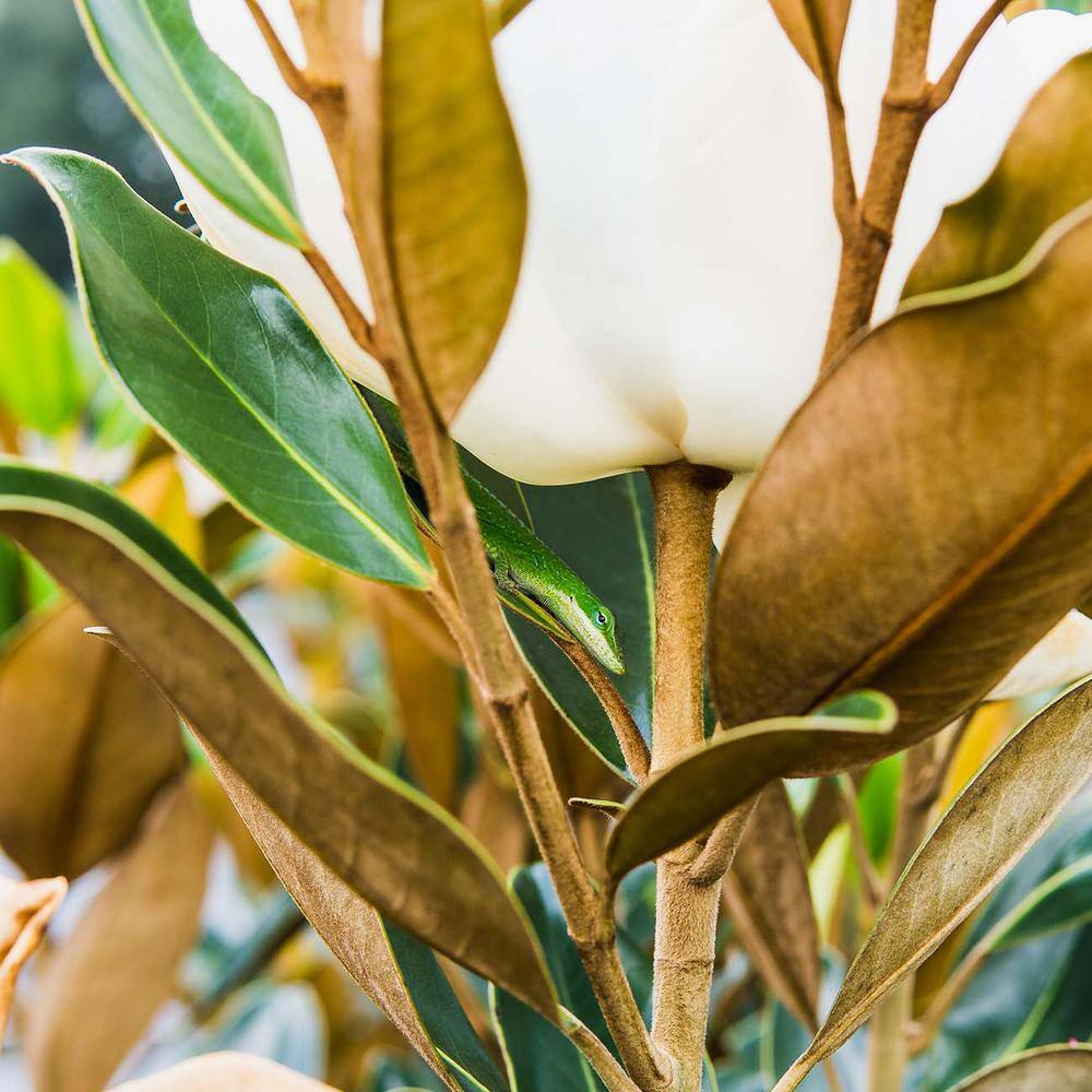 Perfect Plants 2.3 ft. Tall 1 Gal. Little Gem Magnolia Tree Large Fragrant Southern Magnolia Blooms THD00609