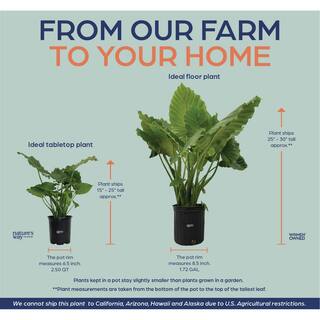 NATURE'S?WAY FARMS Alocasia California Live Outdoor Plant in Growers Pot Average Shipping Height 2-3 Ft. Tall 3125
