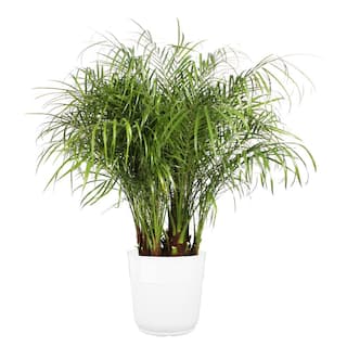 Costa Farms Roebellini Pygmy Date Palm Indoor Plant in 10 in. White Paradise Planter Avg. Shipping Height 3-4 ft. Tall CO.3.PXR.PARWT