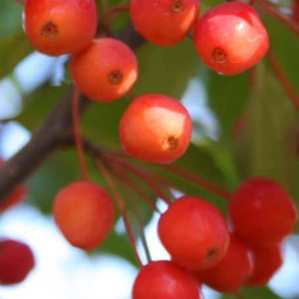 7 Gal. Centurion Crabapple Flowering Deciduous Tree with Red Flowers CRACEN07G