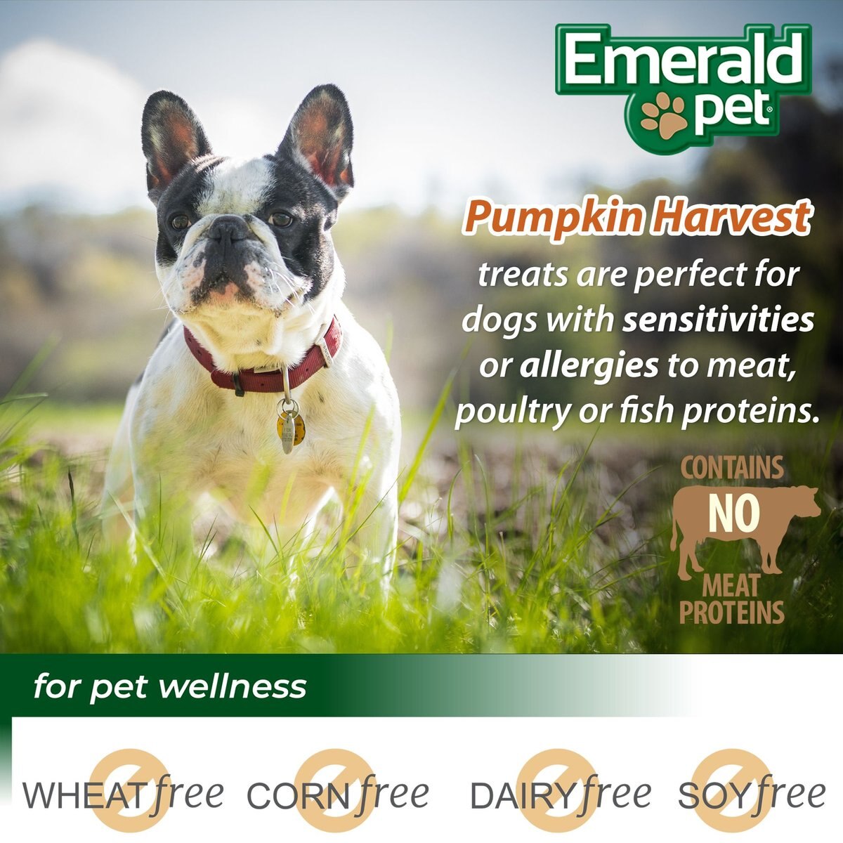 Emerald Pet Pumpkin Harvest Oven Baked Pumpkin Recipe With Blueberry Chewy Dog Treats， 6-oz bag