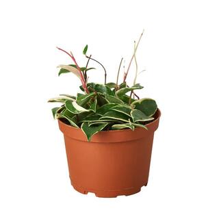 Tri-Color Hoya Carnosa Plant in 6 in. Grower Pot 6_HOYA_TRICOLOR