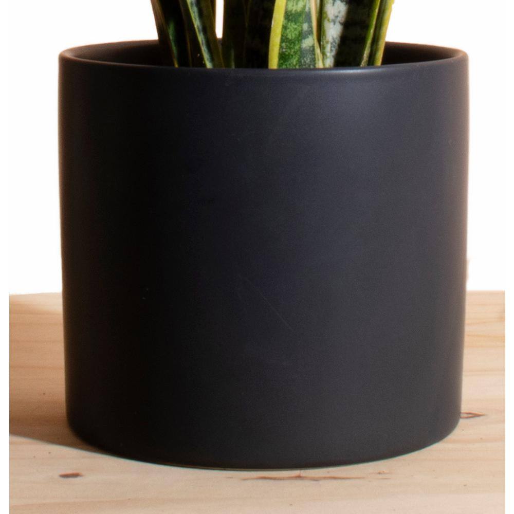 Shop Succulents Snake Plant in 6 in. Modern Ceramic Black Planter Pot 1-SNAKE-CYL-B-6