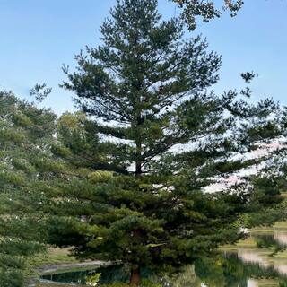 Spring Hill Nurseries 2.50 Qt. Pot Eastern White Pine Green Needled Foliage Live Evergreen Tree (1-Pack) 77100