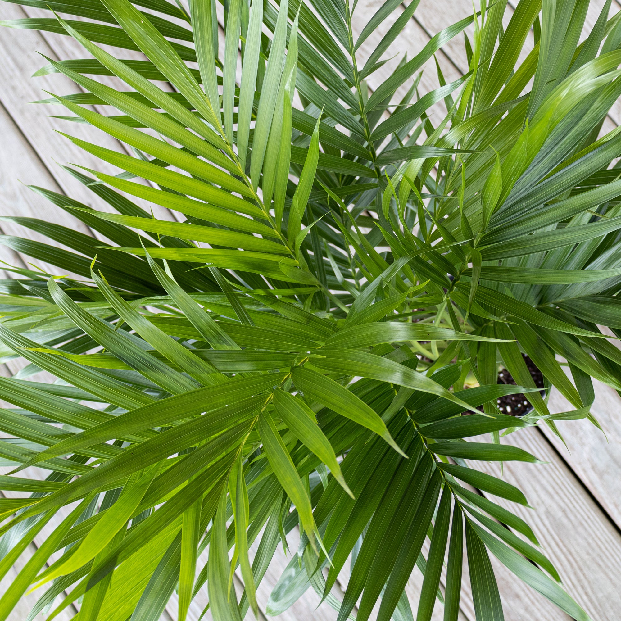 United Nursery Live Cat Palm Plant 28-32 inches Tall in 9.25 inch Grower Pot Bright Green Houseplant