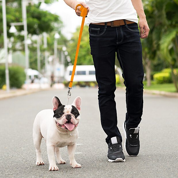 Downtown Pet Supply Training Dog Lead