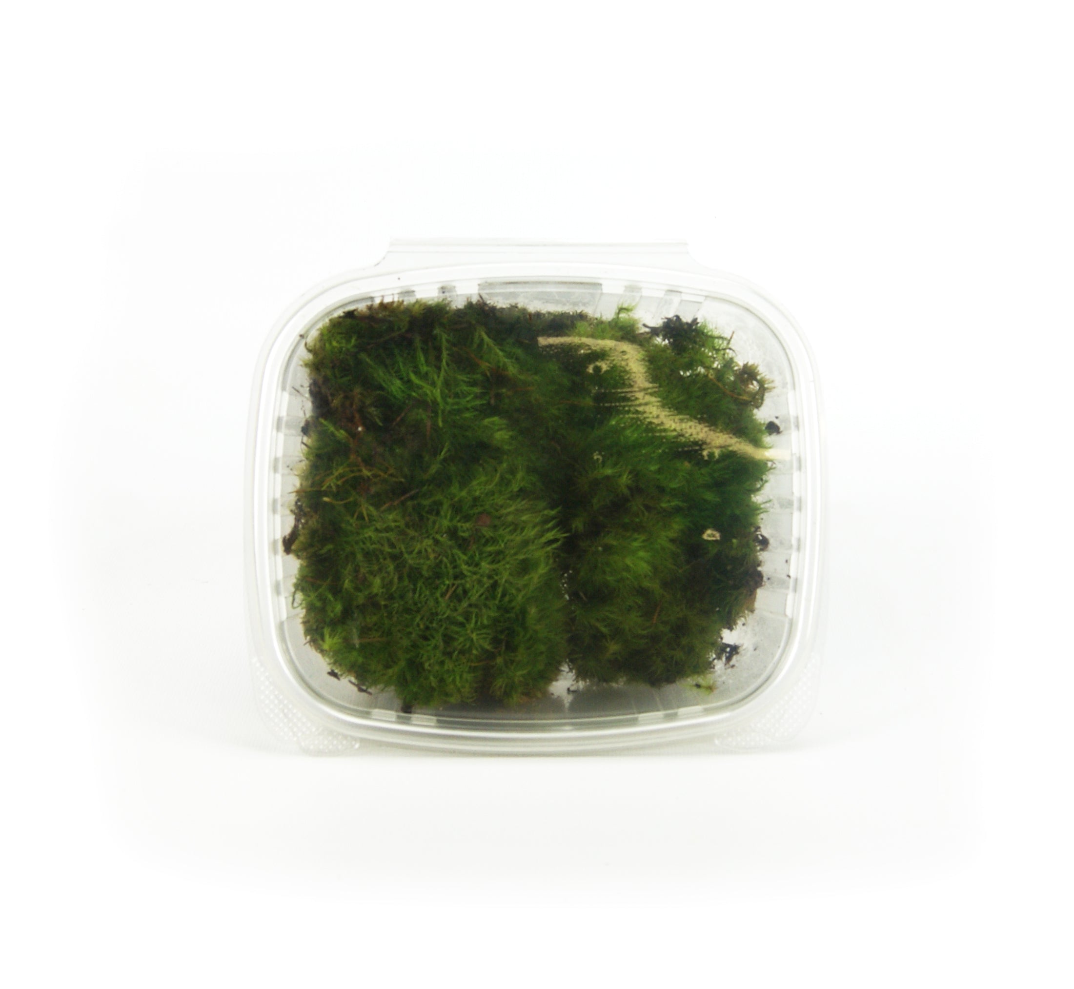 Josh's Frogs Fresh Mood Moss for Terrariums (1 Quart)