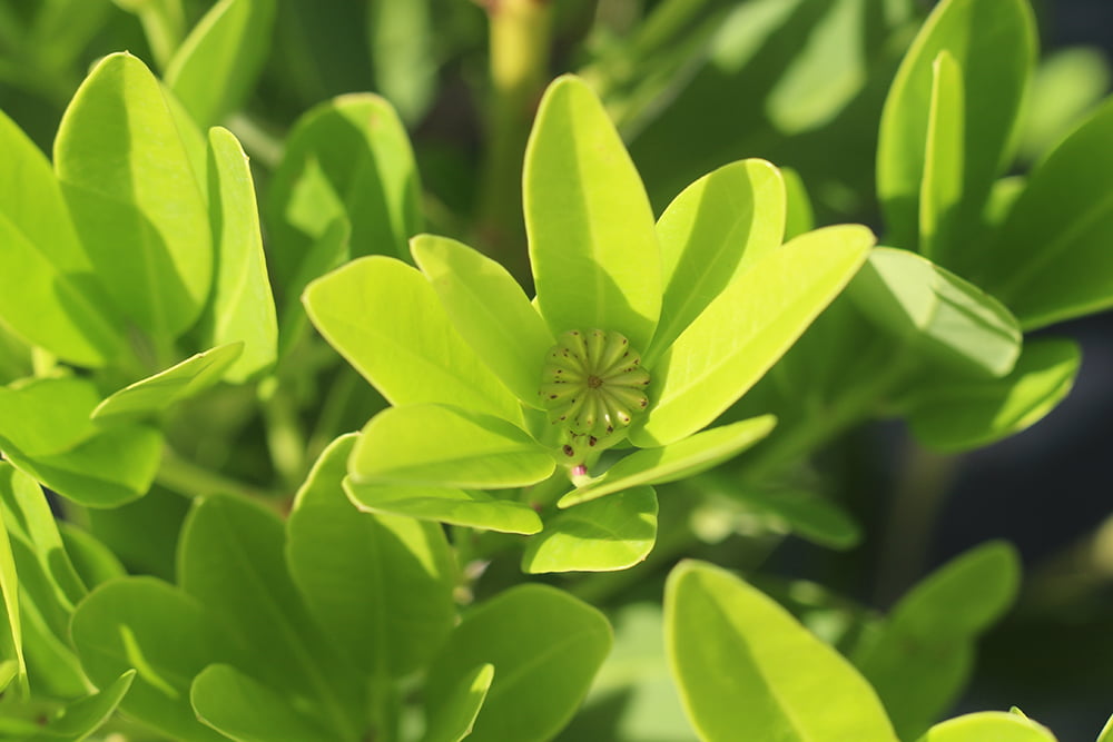 3 Gal. Ocala Anise - Dense Southern Privacy Hedge Plant Adapt To Sun and Shade