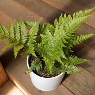 ALTMAN PLANTS 1 Gal. Autumn Fern (Dryopteris Erythrosora) Shrub Plant 0881280