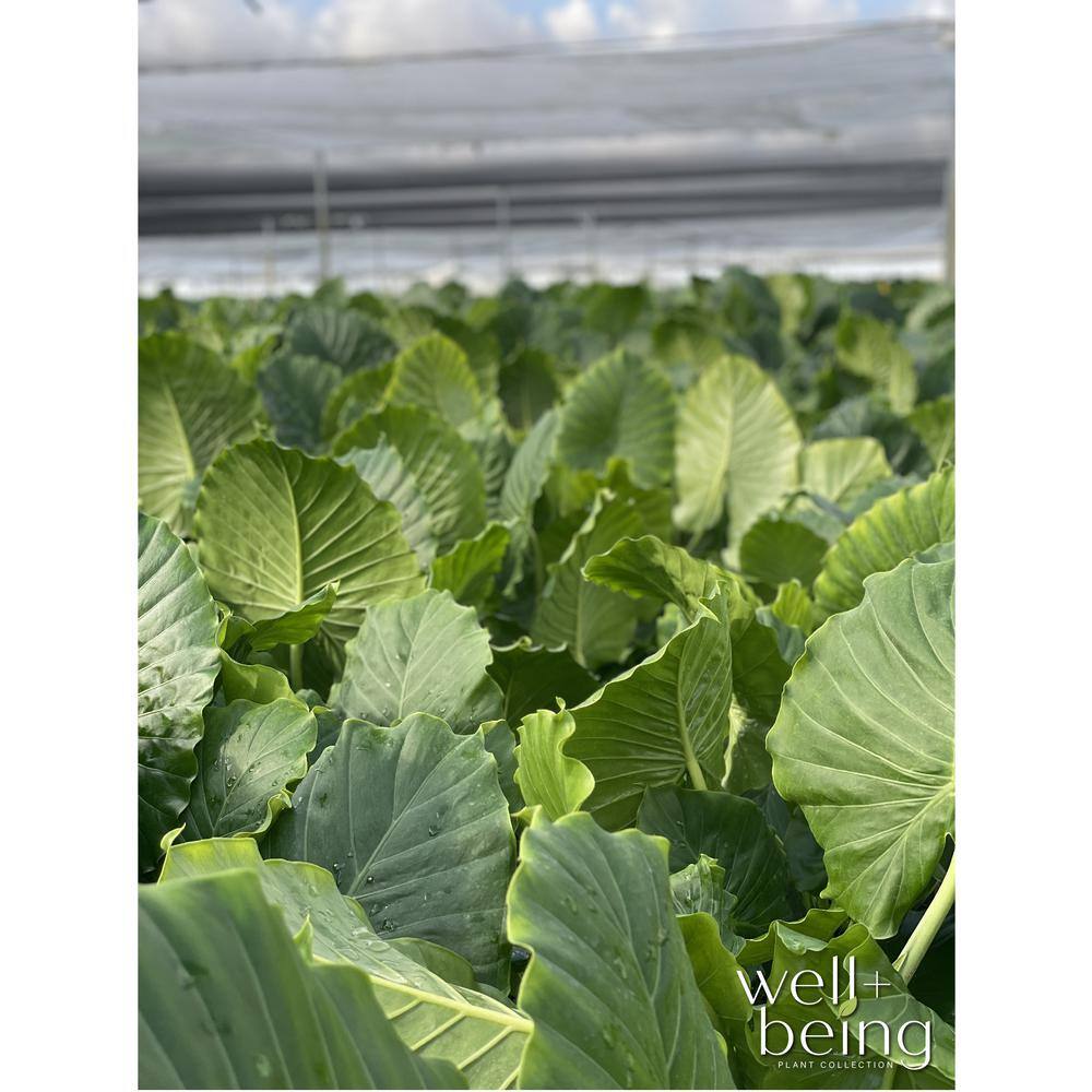 NATURE'S?WAY FARMS Alocasia California Live Outdoor Plant in Growers Pot Average Shipping Height 2-3 Ft. Tall 3125