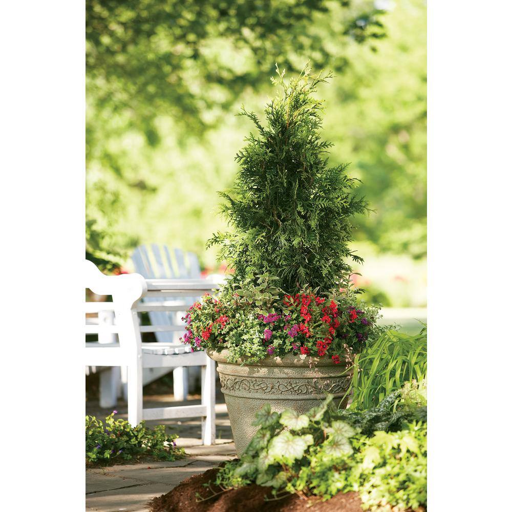 PROVEN WINNERS 1 Gal. Spring Grove Western Arborvitae (Thuja) Live Evergreen Shrub Green Foliage THJPRC1046101