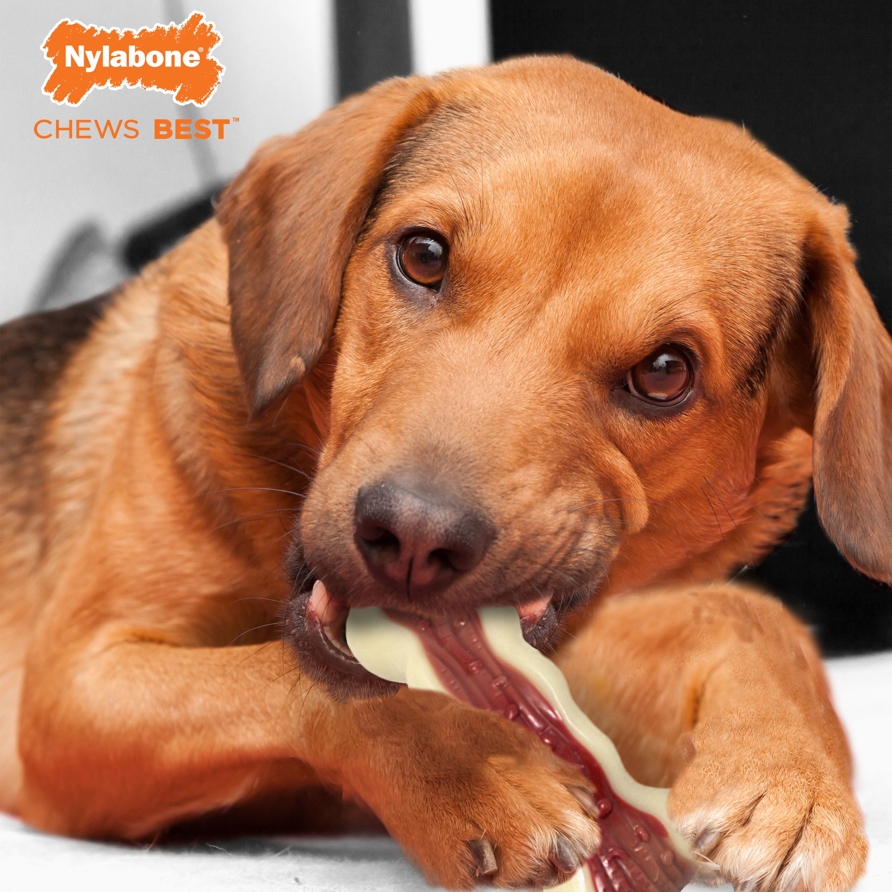 Nylabone Flavor Fun Power Chew Bone Bacon Flavor Medium/Wolf - Up to 35 lbs.