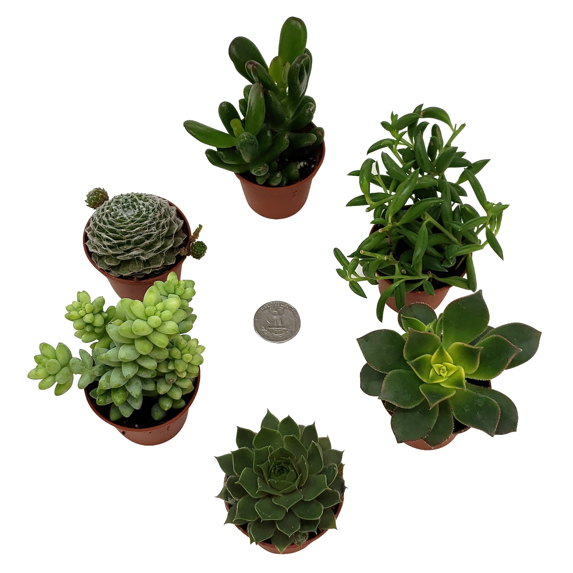 9GreenBox 6-Pack Succulents - Choose from 10 Types of Real and Hand-Picked Succulent Plants in Mini Pots - Home and Office Desks， Shelves， Windowsill Decor - Great Wedding， Birthday， Christmas Gift