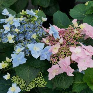 PROVEN WINNERS 3 Gal. Tuff Stuff Ah-Ha Hydrangea Serrata Live Flowering Shrub Reblooming Pink or Blue Flowers PWHYD3TSA1PK