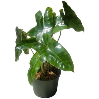 Philodendron Burle Marx Plant in 6 in. Grower Pot BrlMrx006