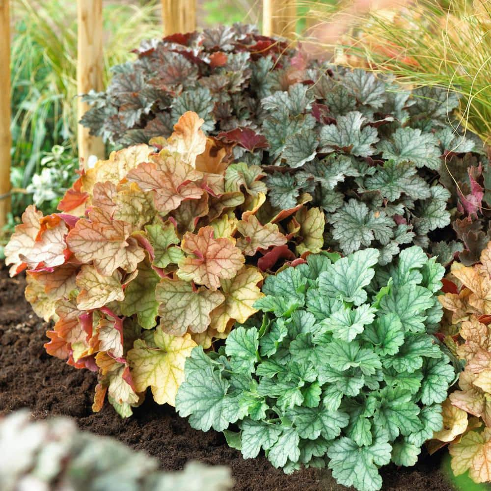 VAN ZYVERDEN Heuchera Mixed Roots (Set of 5) 83850