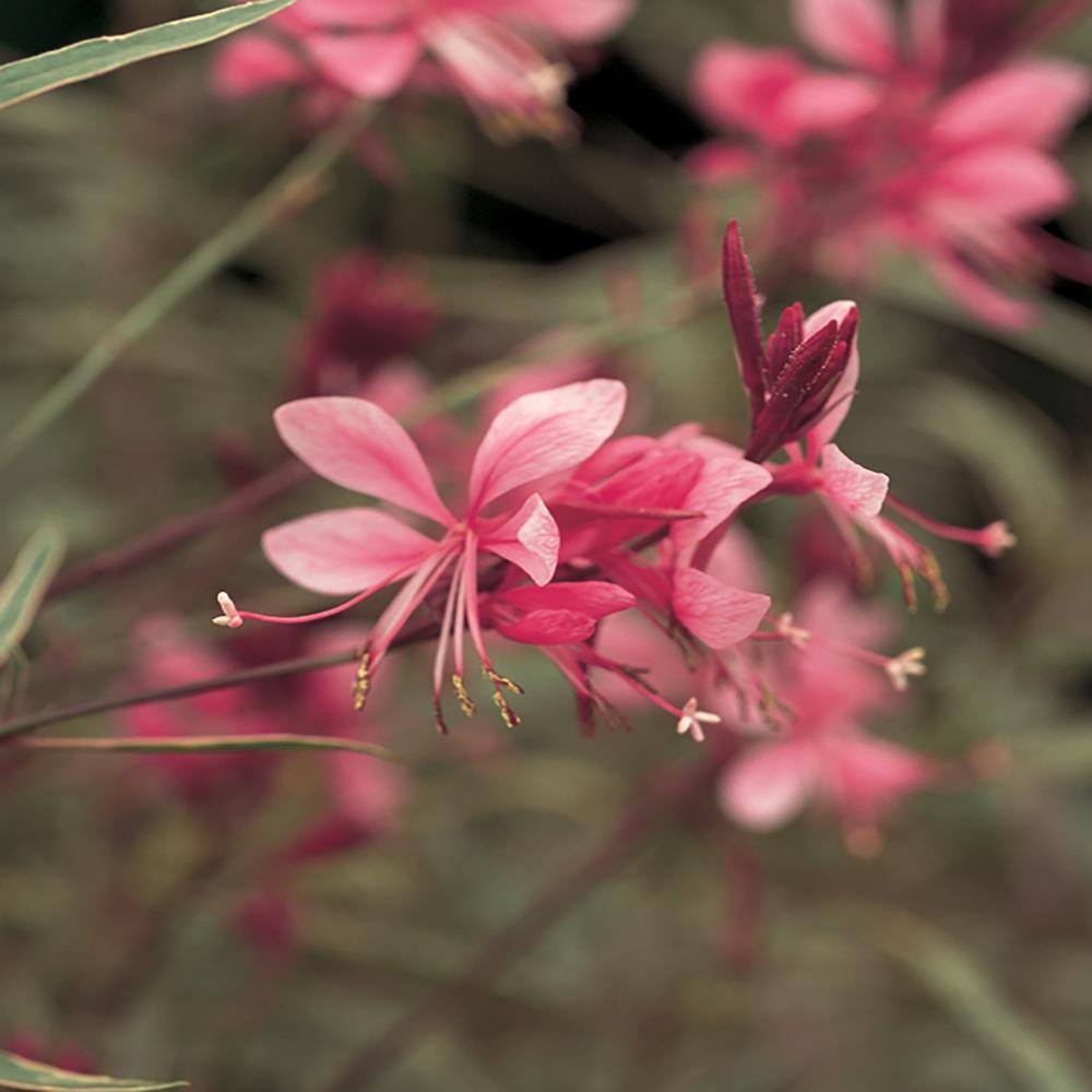 METROLINA GREENHOUSES 2.5 Qt. Belleza Dark Pink Beeblossom Gaura Plant 17474