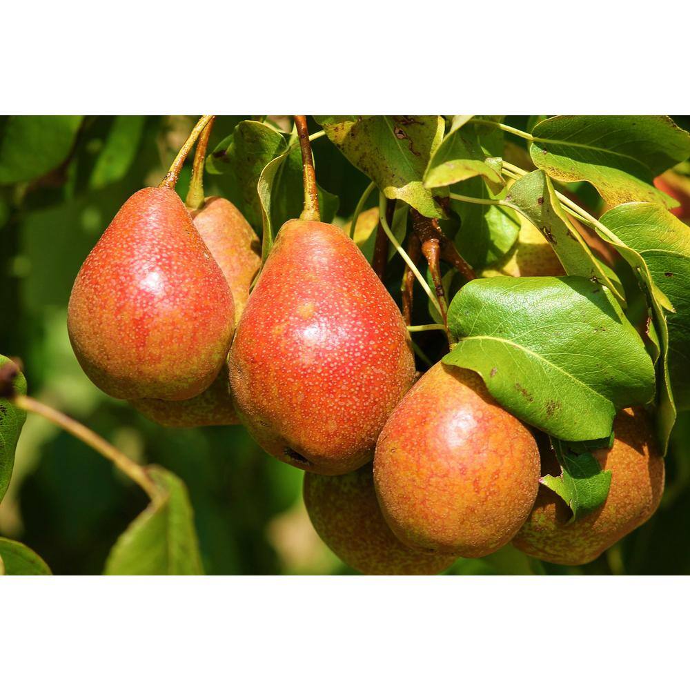 Online Orchards Dwarf Summercrisp Pear Tree - Cold Hardy Juicy and Crisp Red Pears (Bare-Root 3 ft. to 4 ft. Tall 2-Years Old) FTPR004