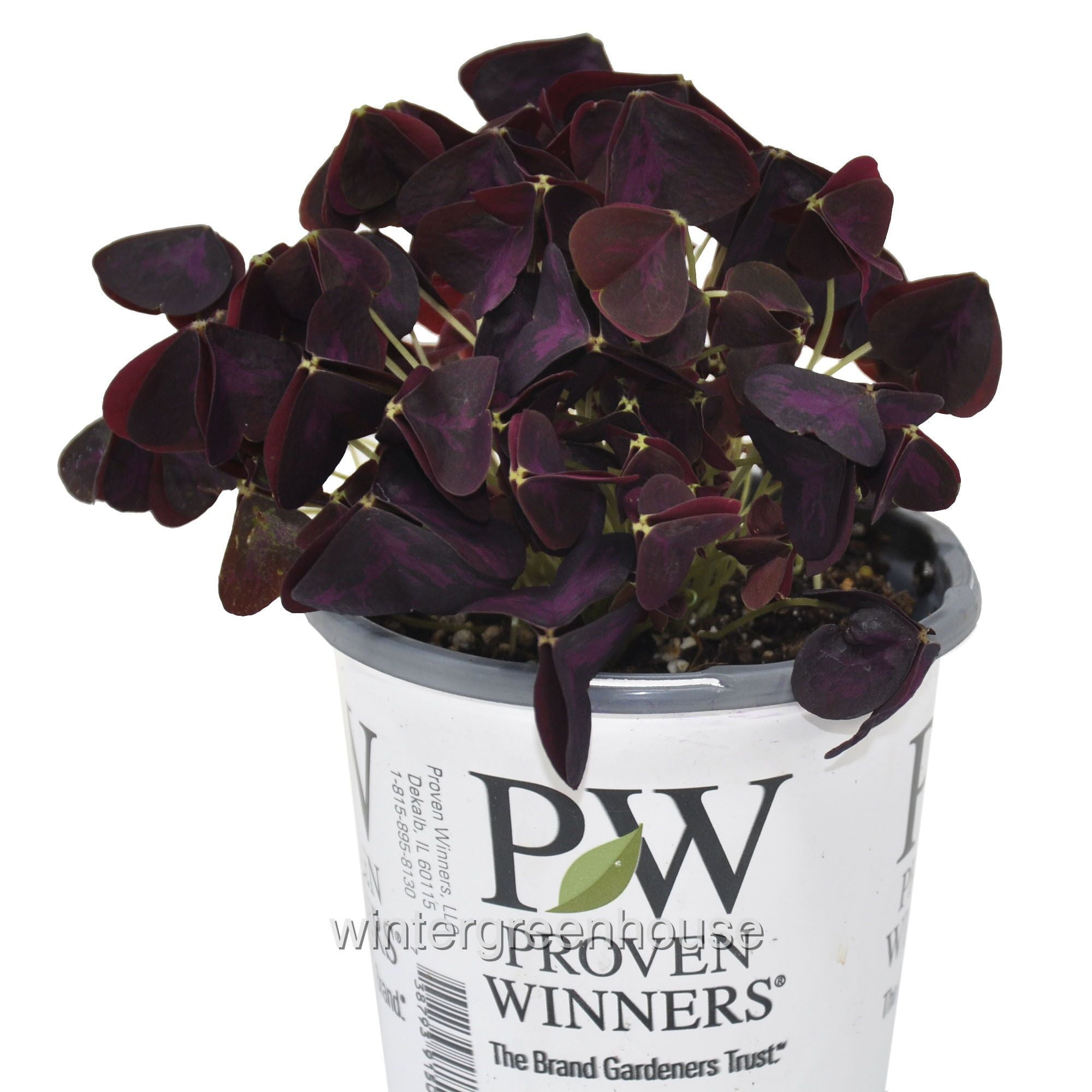 Oxalis Triangularis Charmed Wine - Pot Size: 4