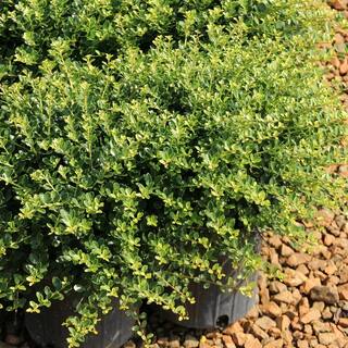 national PLANT NETWORK 2.25 Gal. Holly Compacta Shrub HD7142