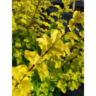 SOUTHERN LIVING 3 Gal. Sunshine Ligustrum Evergreen Shrub Bright Golden-Yellow Foliage 11377