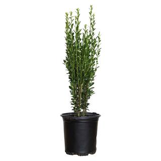 FLOWERWOOD 2.5 Qt. Sky Pencil Japanese Holly(Ilex) Live Plant Upright Growth Habit 3120Q