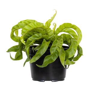 United Nursery Hurricane Fern Plant in 6 inch Grower Pot 28053