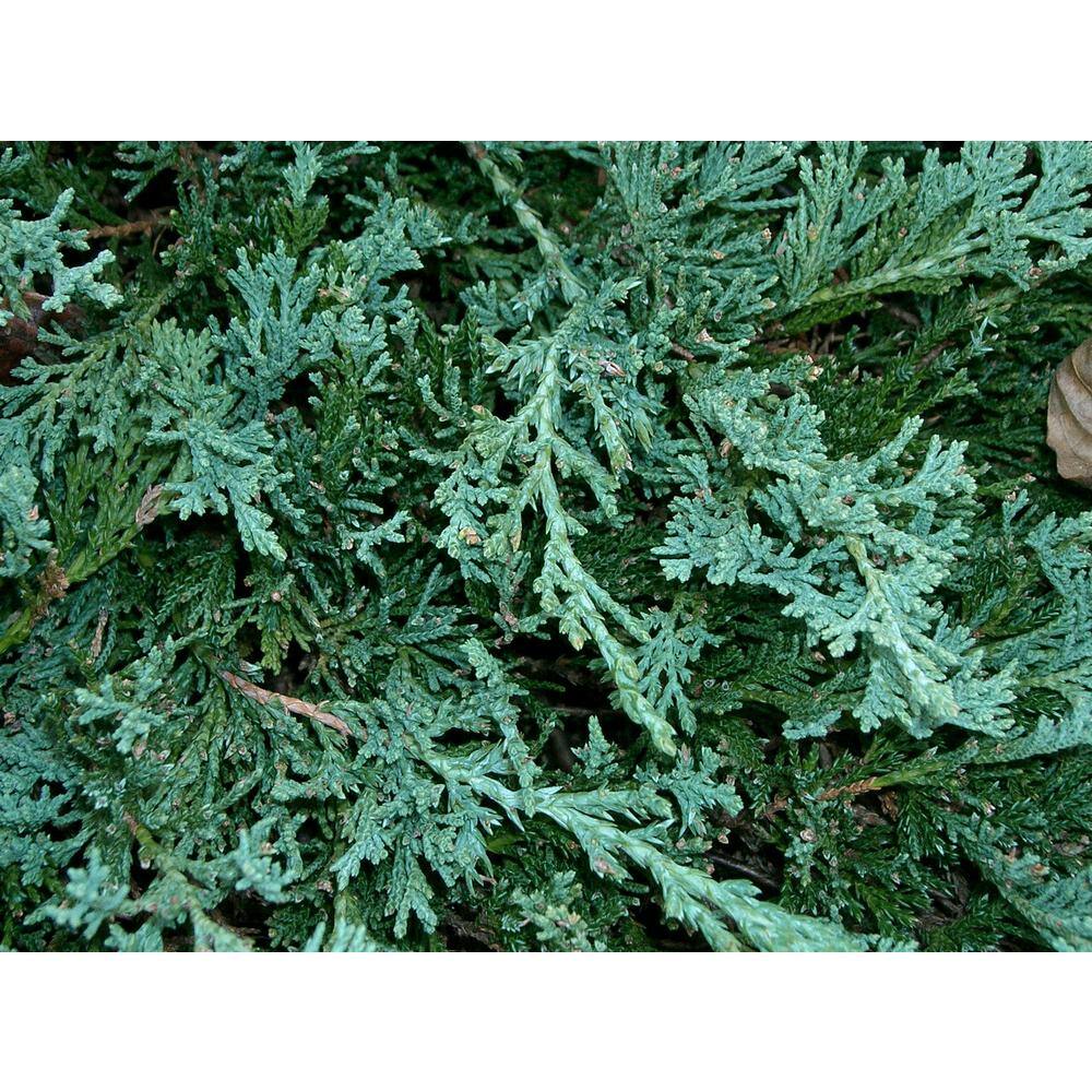 BELL NURSERY 1 Gal. Blue Rug Creeping Juniper Live Evergreen Shrub JUNIP1HWI1PK